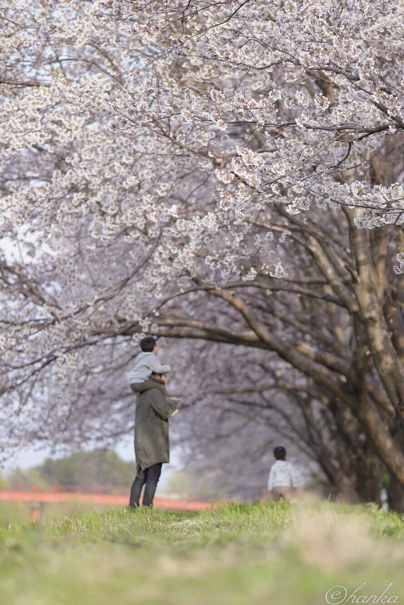 桜，一眼レフ，6D2