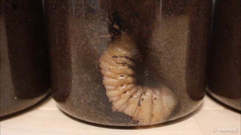 カブトムシの蛹室